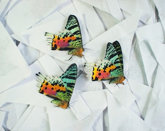 Papillons Chrysiridia rhipheus (Urania) en papillote, non préparés A1 (Insecte, entomologie, taxidermie)