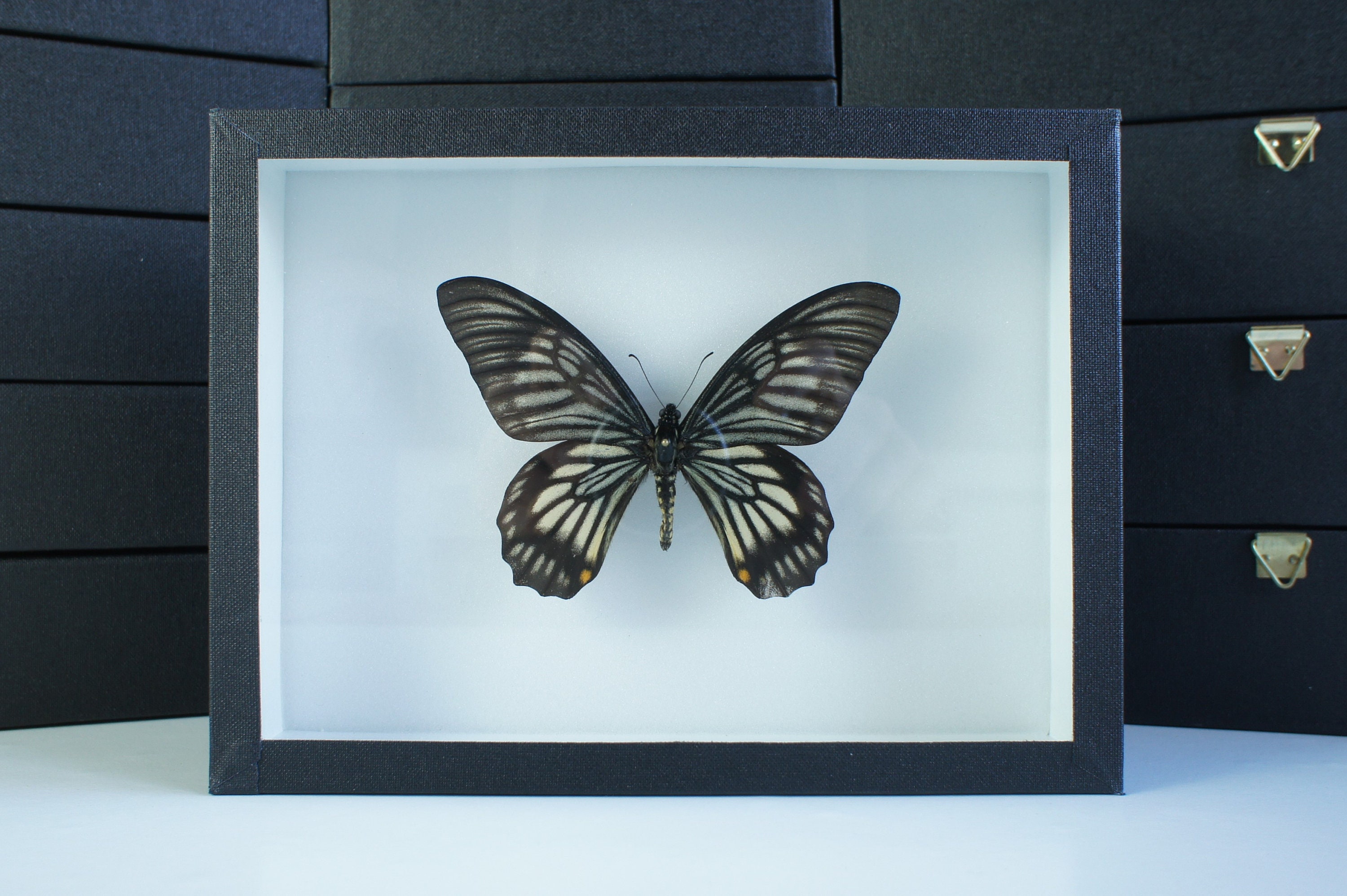 Insecte Naturalisé, Cadre Entomologie - Papillon Papilio Veiovis