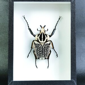 Peut inclure: Spécimen d'insecte encadré. Le scarabée présente un motif noir et blanc sur le dos et la tête, avec des pattes et des antennes noires. Le cadre est noir et le fond est blanc.
