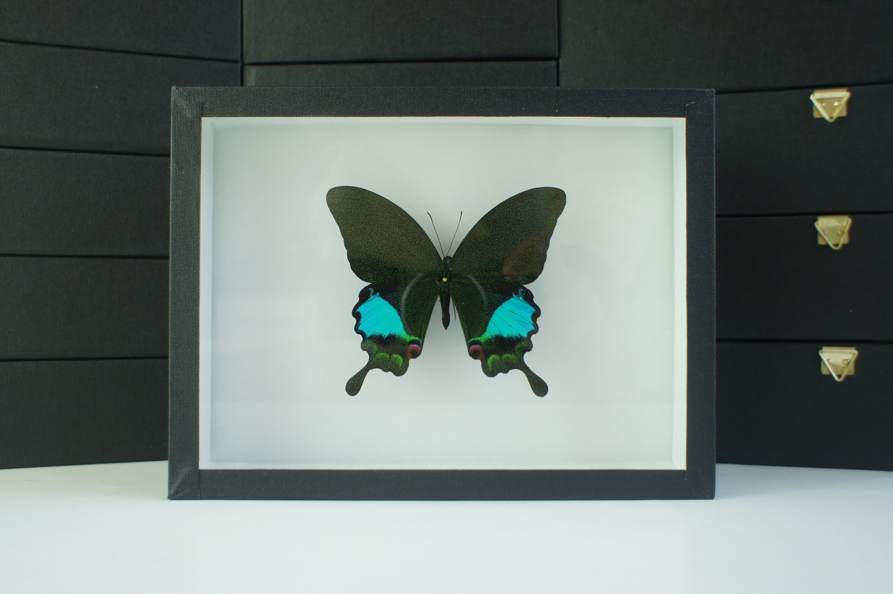 Insecte Naturalisé, Cadre Entomologie - Papillon Papilio Karna