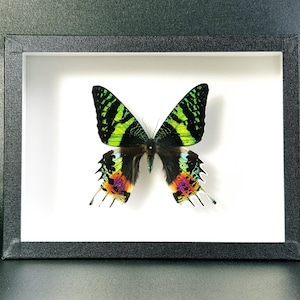 May include: A framed butterfly specimen with green, black, and iridescent wings. The butterfly is displayed on a white background.