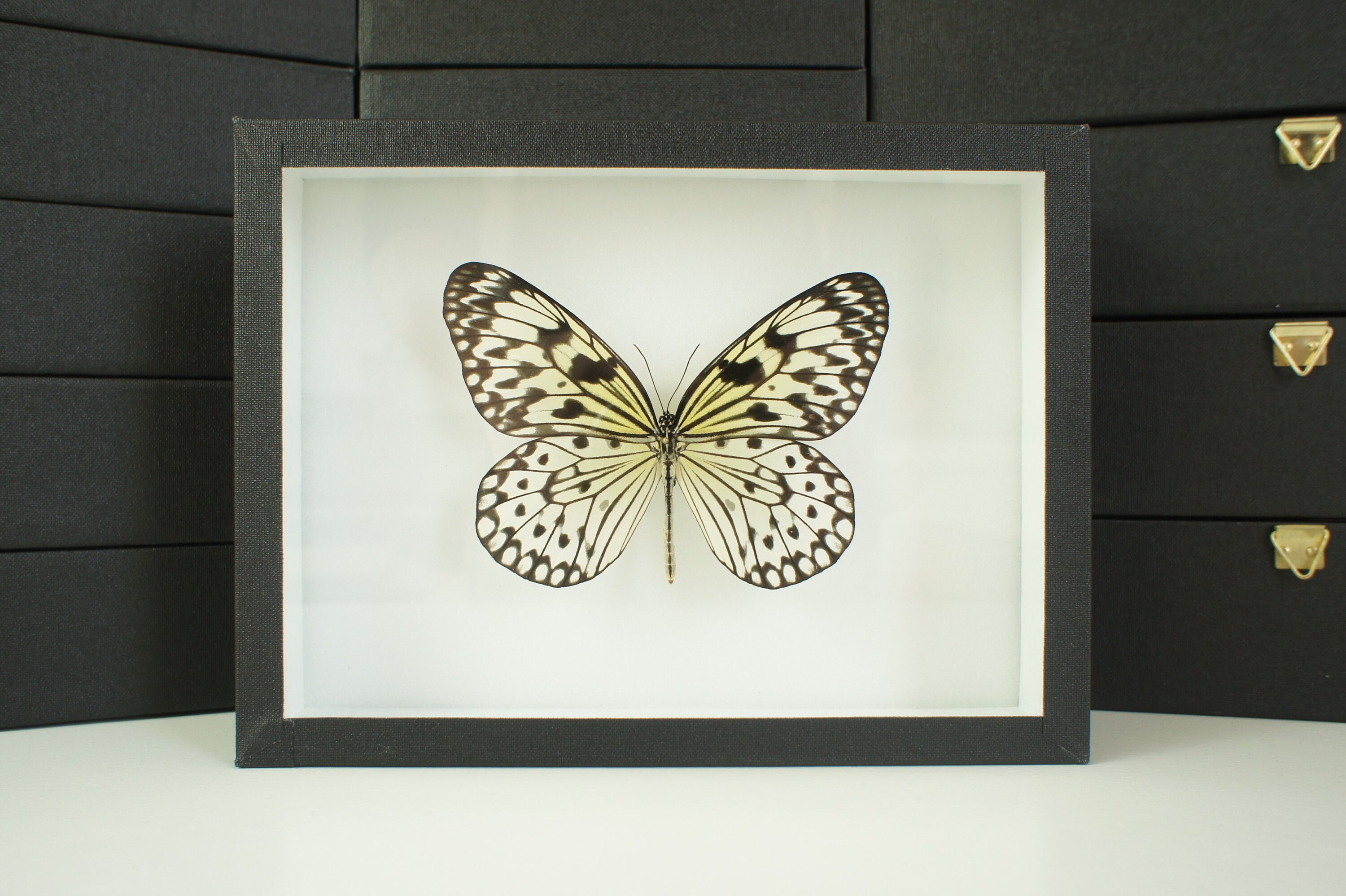 Insecte Naturalisé, Cadre Entomologie - Papillon Idea Leuconoe