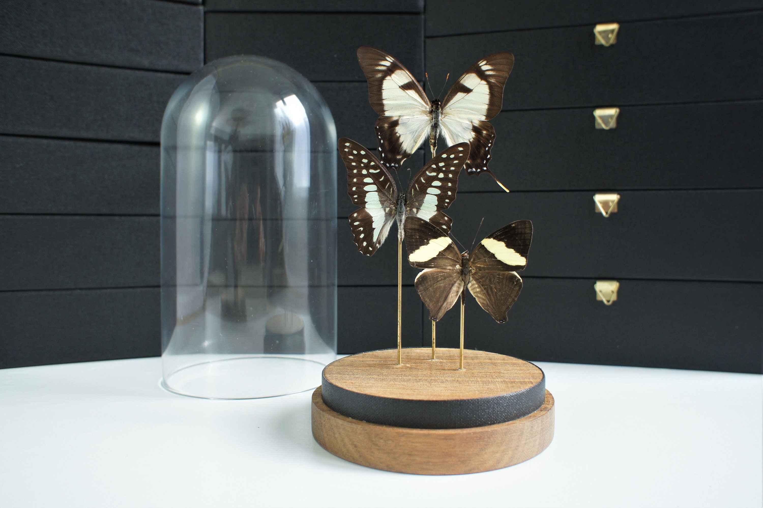 Insecte Naturalisé, Cloche Entomologie - Papillons Trio de Lépidoptères