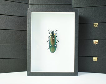 Coléoptère naturalisé : Megaloxantha bicolor (Insecte, entomologie, taxidermie)