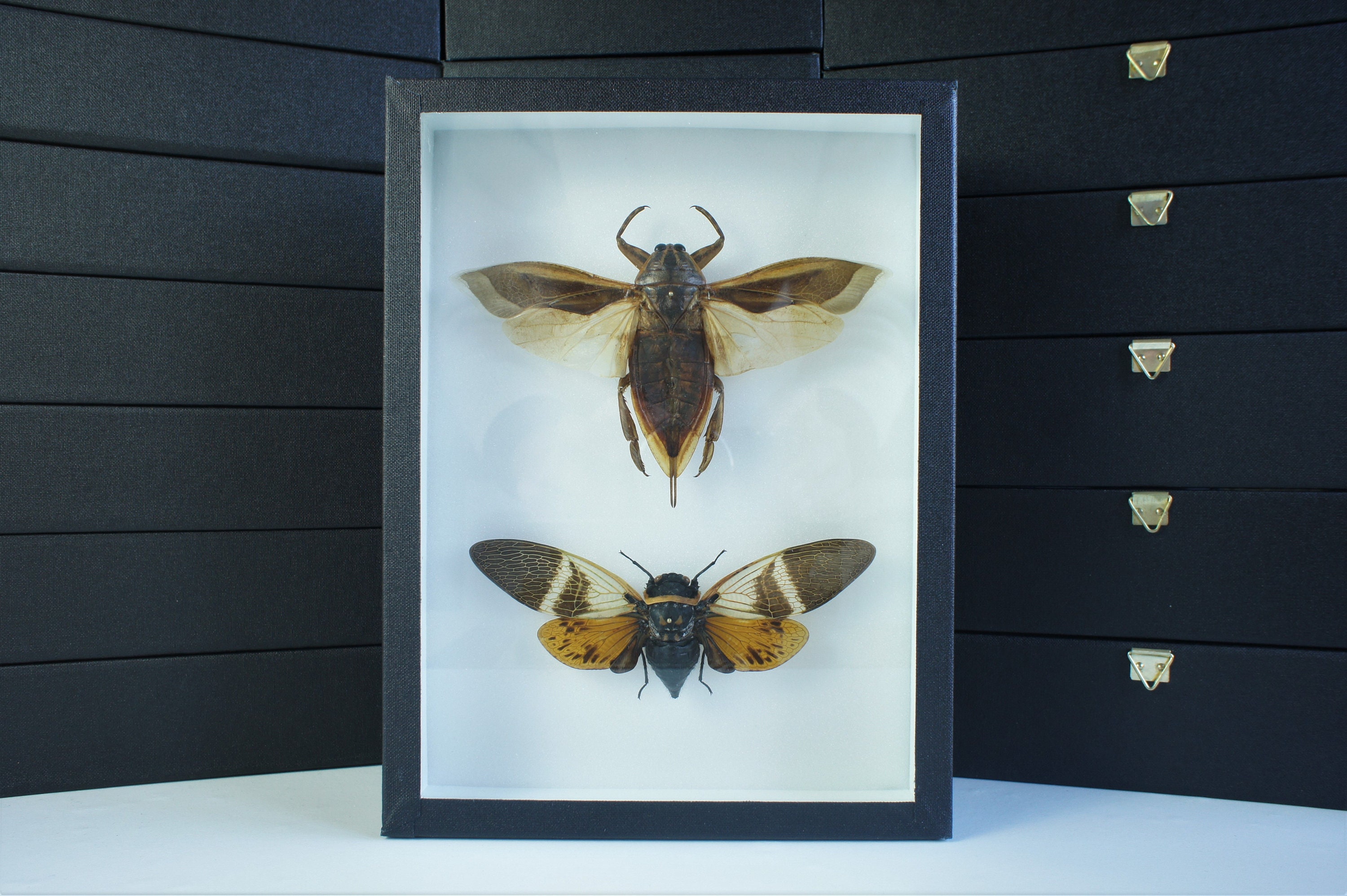 Insecte Naturalisé, Cadre Entomologie - Insectes Angamiana/Lethocerus