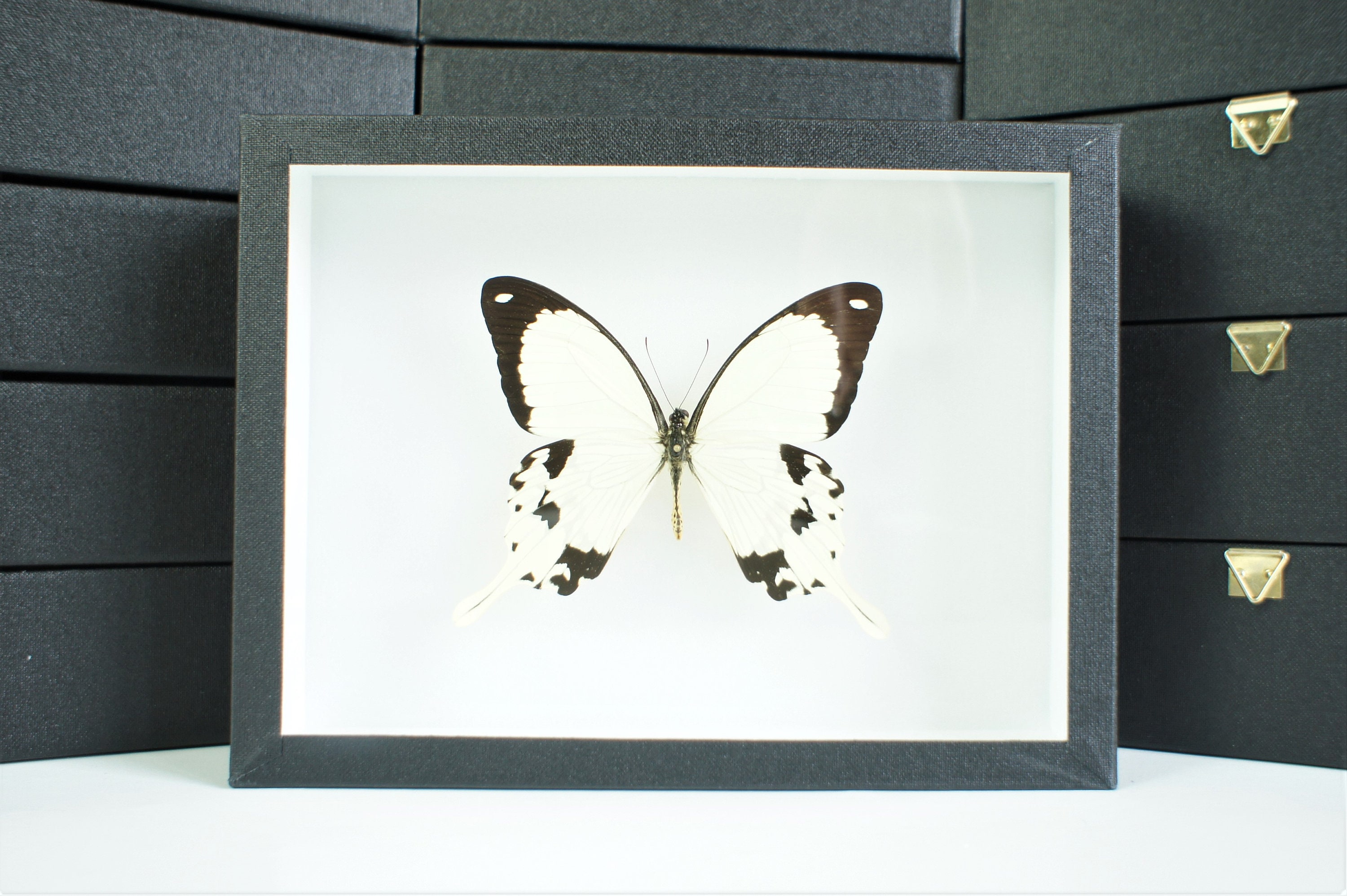 Planches imprimées d'ailes de papillons pour bijoux résine