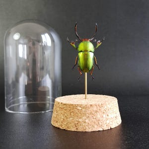 Peut inclure: Un spécimen de coléoptère vert vif aux ailes irisées, monté sur une tige en laiton et une base en liège, exposé sous un dôme en verre transparent. Le coléoptère a des antennes et des pattes sombres. Un objet décoratif unique.