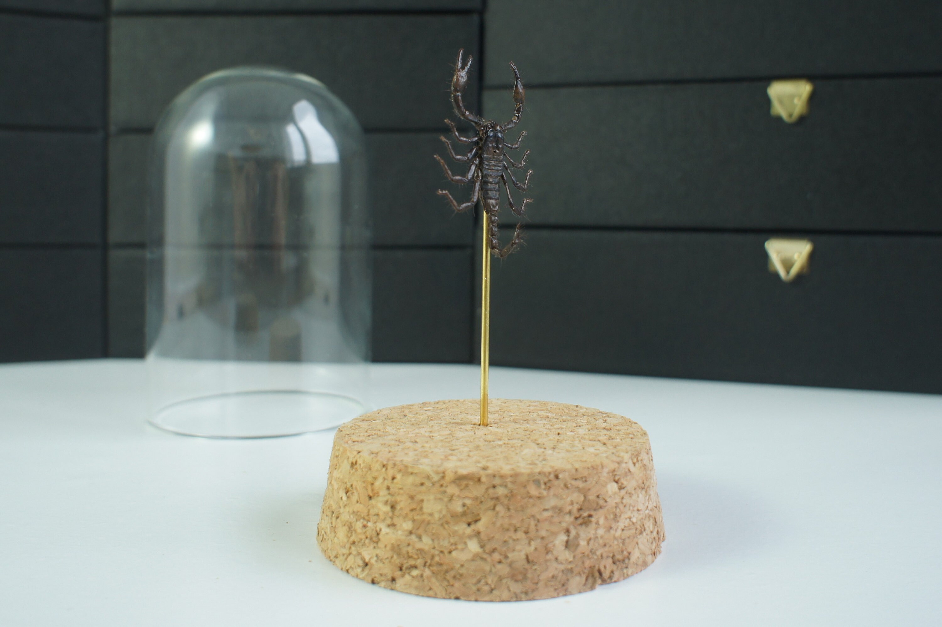 Insecte Naturalisé, Cloche Entomologie - Scorpion Heterometrus Sp.