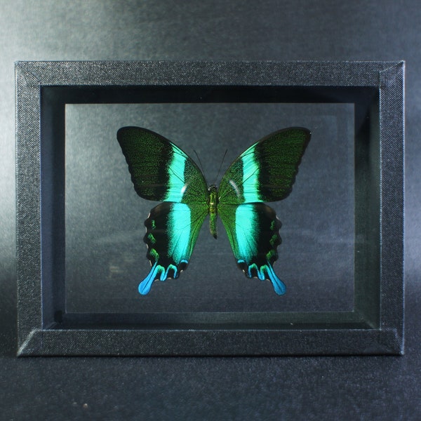 Papillon naturalisé sous cadre double verre : Papilio blumei (Entomologie, taxidermie)