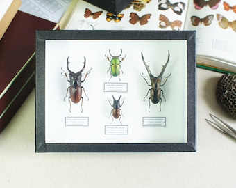 Collection de coléoptères naturalisés sous cadre - Lucanes (Entomologie, taxidermie)