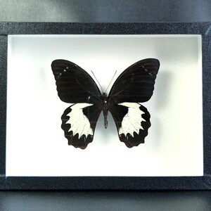 Peut inclure: Spécimen de papillon encadré. Le papillon a des ailes noires avec des marques blanches. Le cadre est noir et rectangulaire, avec un fond blanc. Le papillon est centré dans le cadre, mettant en valeur ses détails complexes.