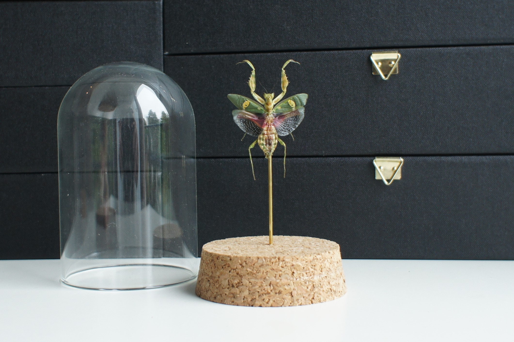 Insecte Naturalisé, Cloche Entomologie - Mante Creobroter Gemmatus