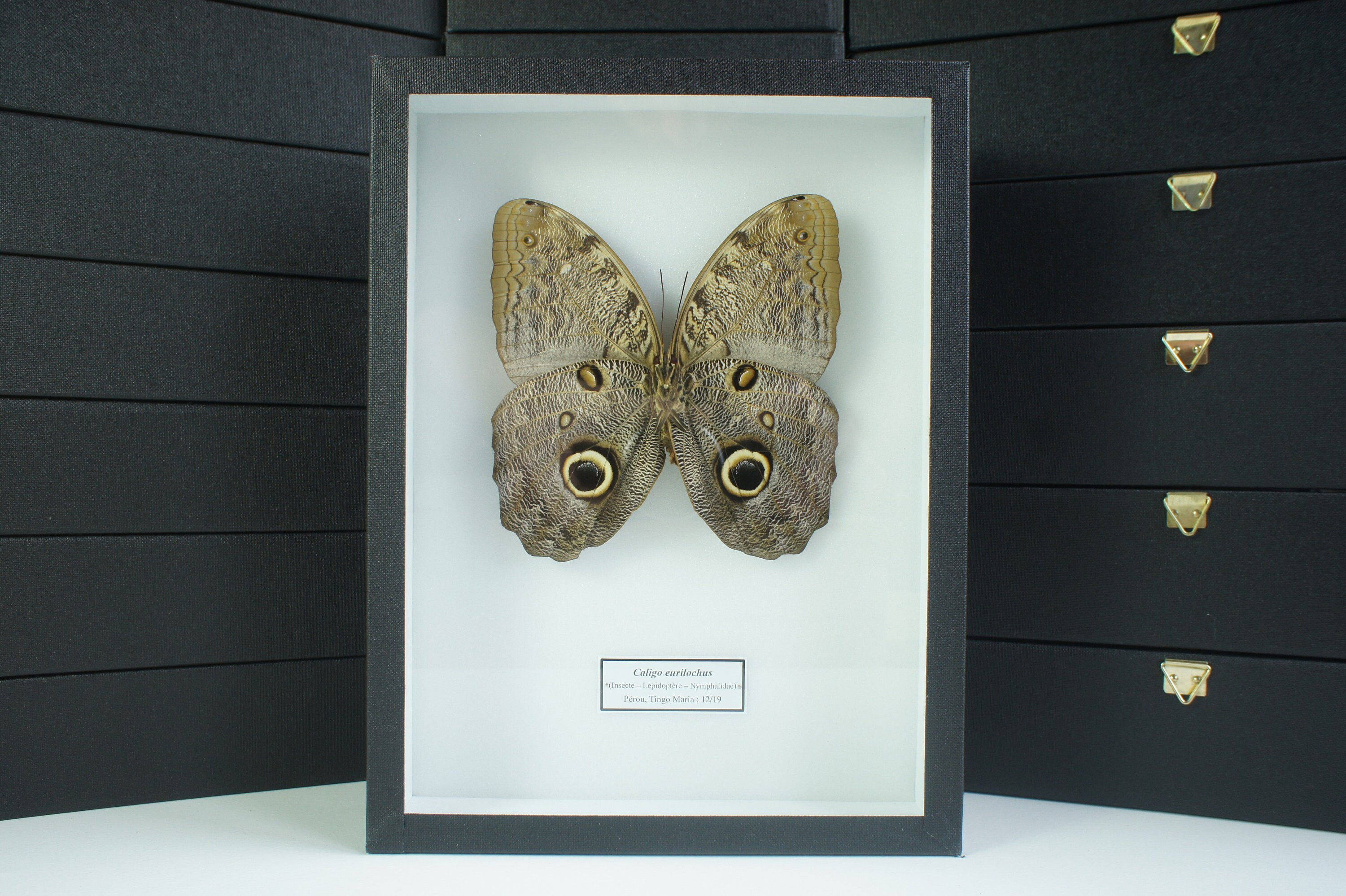 Insecte Naturalisé, Cadre Entomologie - Papillon Caligo Eurilochus