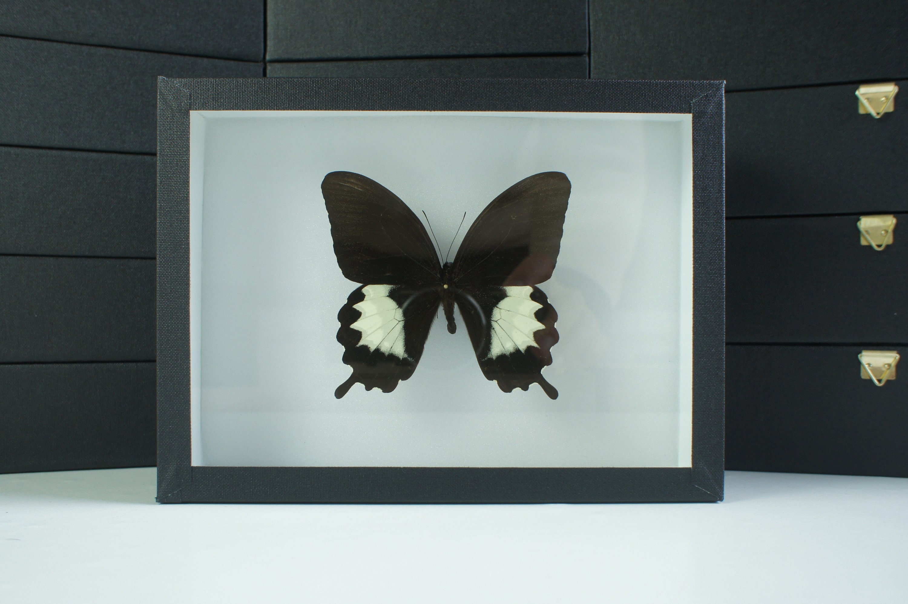 Insecte Naturalisé, Cadre Entomologie - Papillon Papilio Albinus