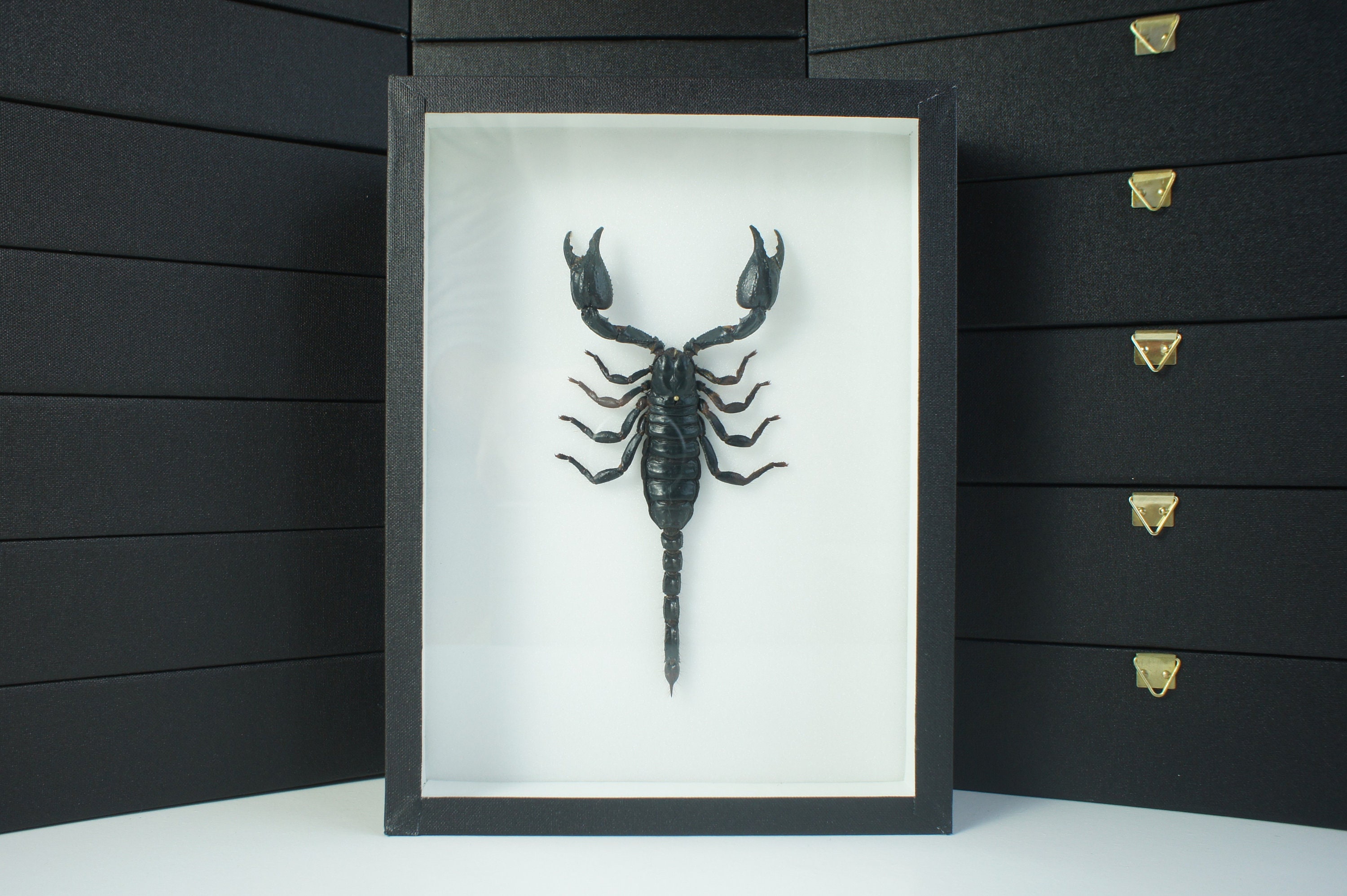 Insecte Naturalisé, Cadre Entomologie - Scorpion Heterometrus Laoticus