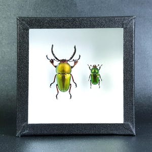 Véritables coléoptères naturalisés sous cadre  : Lamprima adolphinae (couple) - (Entomologie, taxidermie, insecte, curiosité)