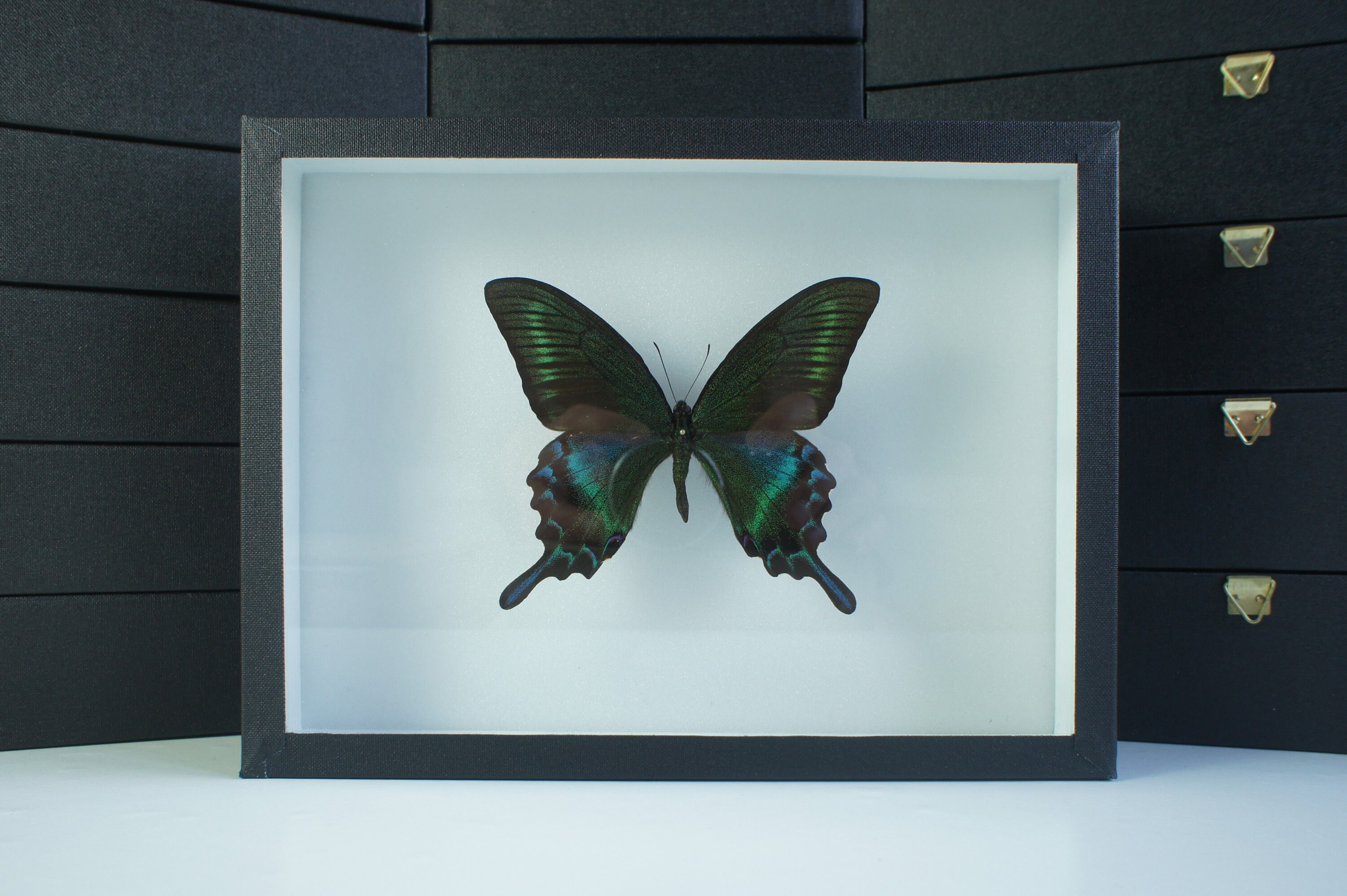 Insecte Naturalisé, Cadre Entomologie - Papillon Papilio Maackii