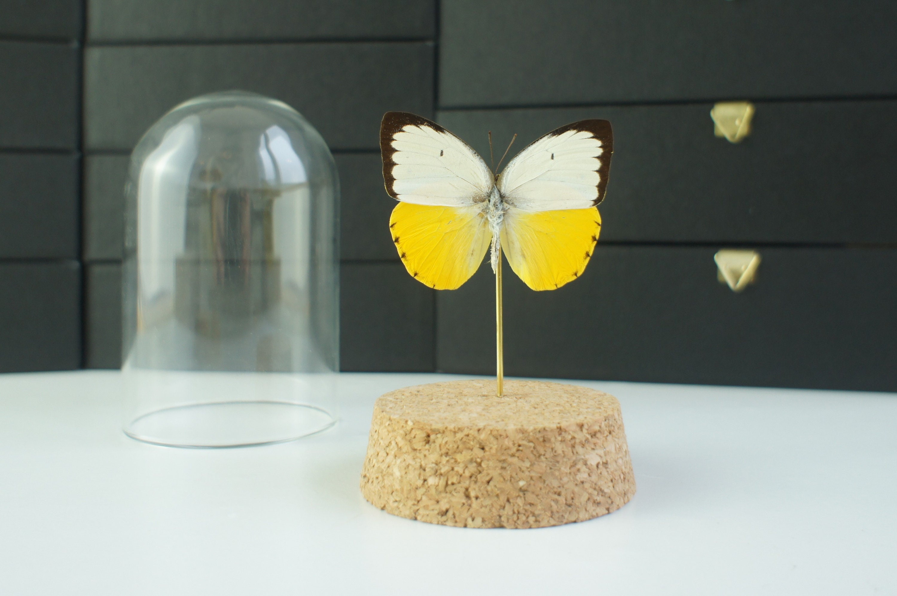 Insecte Naturalisé, Cloche Entomologie - Papillon Catopsilia Scylla