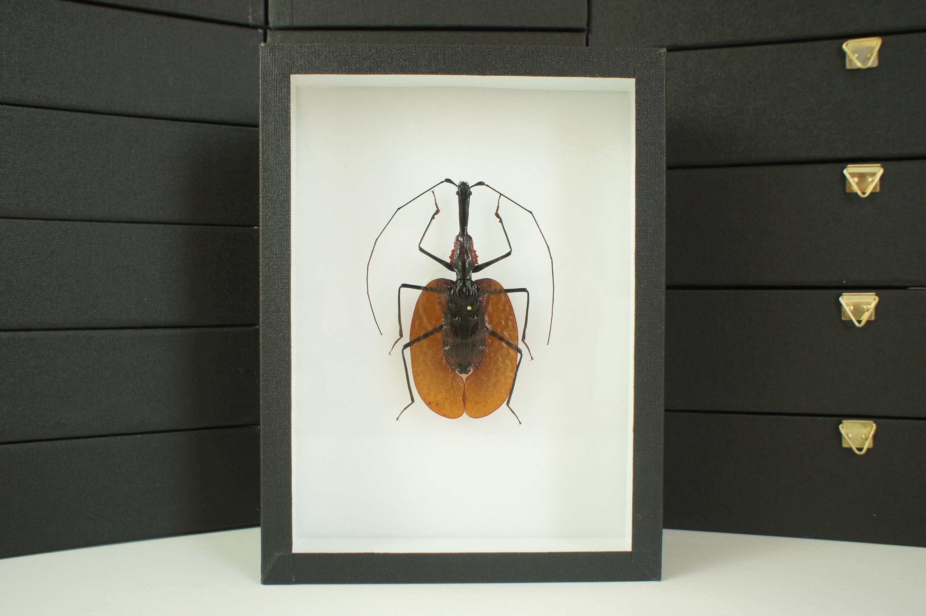 Insecte Naturalisé, Cadre Entomologie - Coléoptère Mormolyce Phyllodes