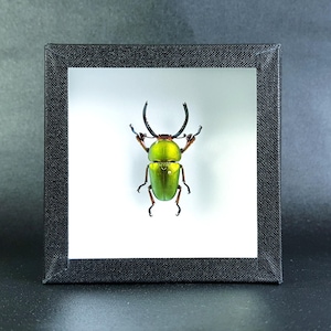 Pode incluir: Exibição emoldurada com um besouro verde vibrante com asas iridescentes e antenas proeminentes. O besouro está centrado em um fundo branco dentro de uma moldura quadrada preta, criando um contraste marcante. A moldura tem aproximadamente 15 cm quadrados.