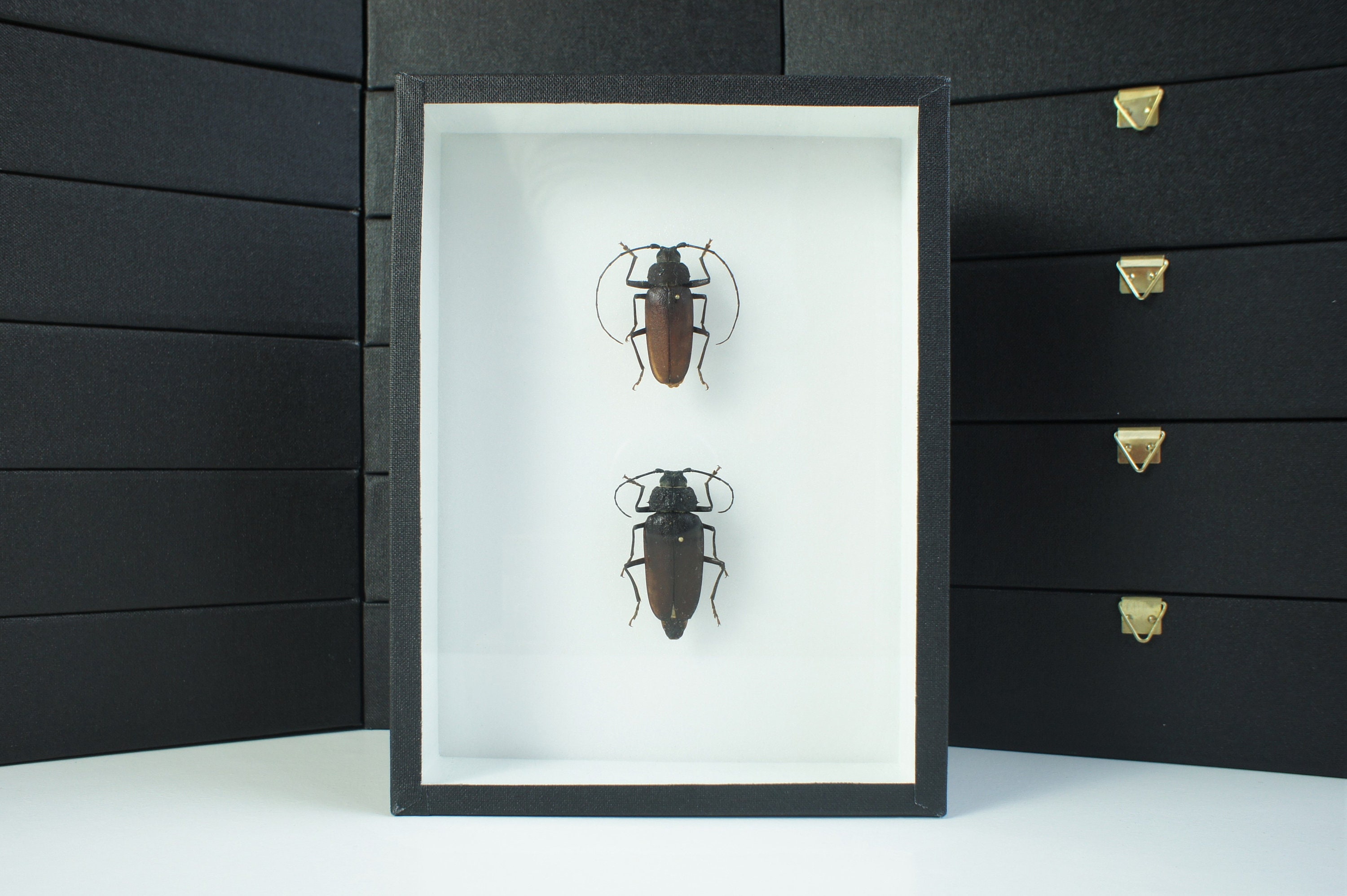 Insecte Naturalisé, Cadre Entomologie - Coléoptère Ergates Faber