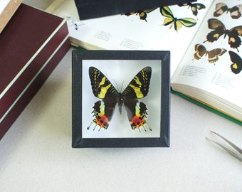 Papillon naturalisé : Chrysiridia rhipheus (Entomologie, insecte, taxidermie)