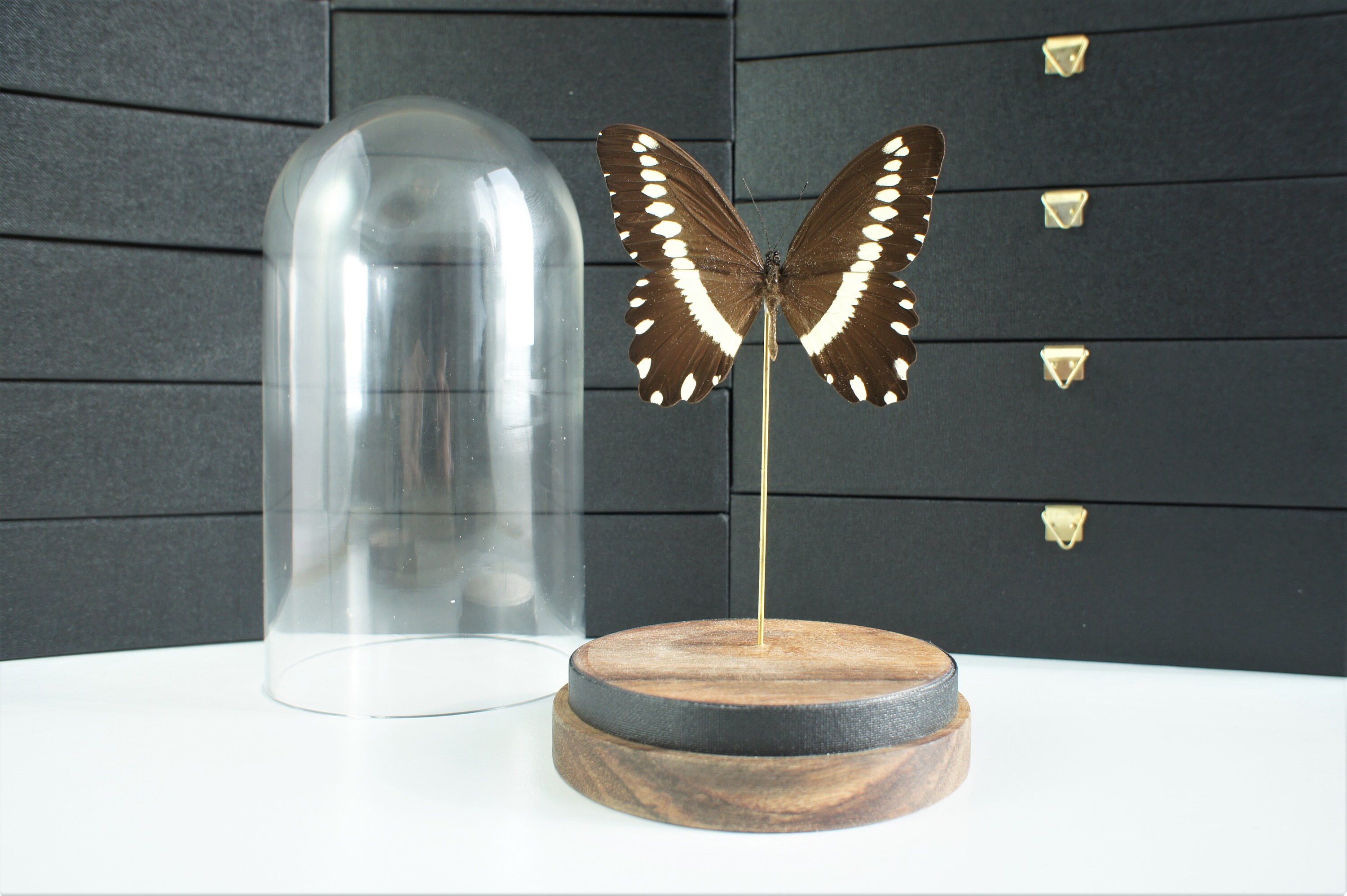 Insecte Naturalisé, Cloche Entomologie - Papillon Papilio Gallienus