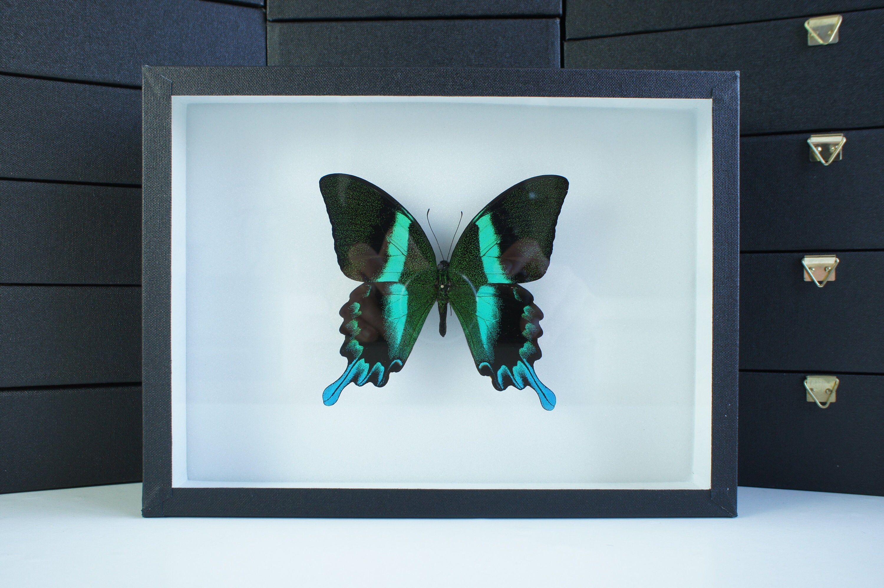 Insecte Naturalisé, Cadre Entomologie - Papillon Papilio Blumei