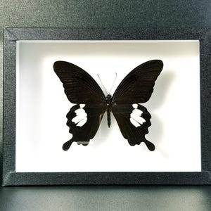 Peut inclure: Un papillon noir et blanc avec des marques blanches sur ses ailes est encadré dans un cadre noir.