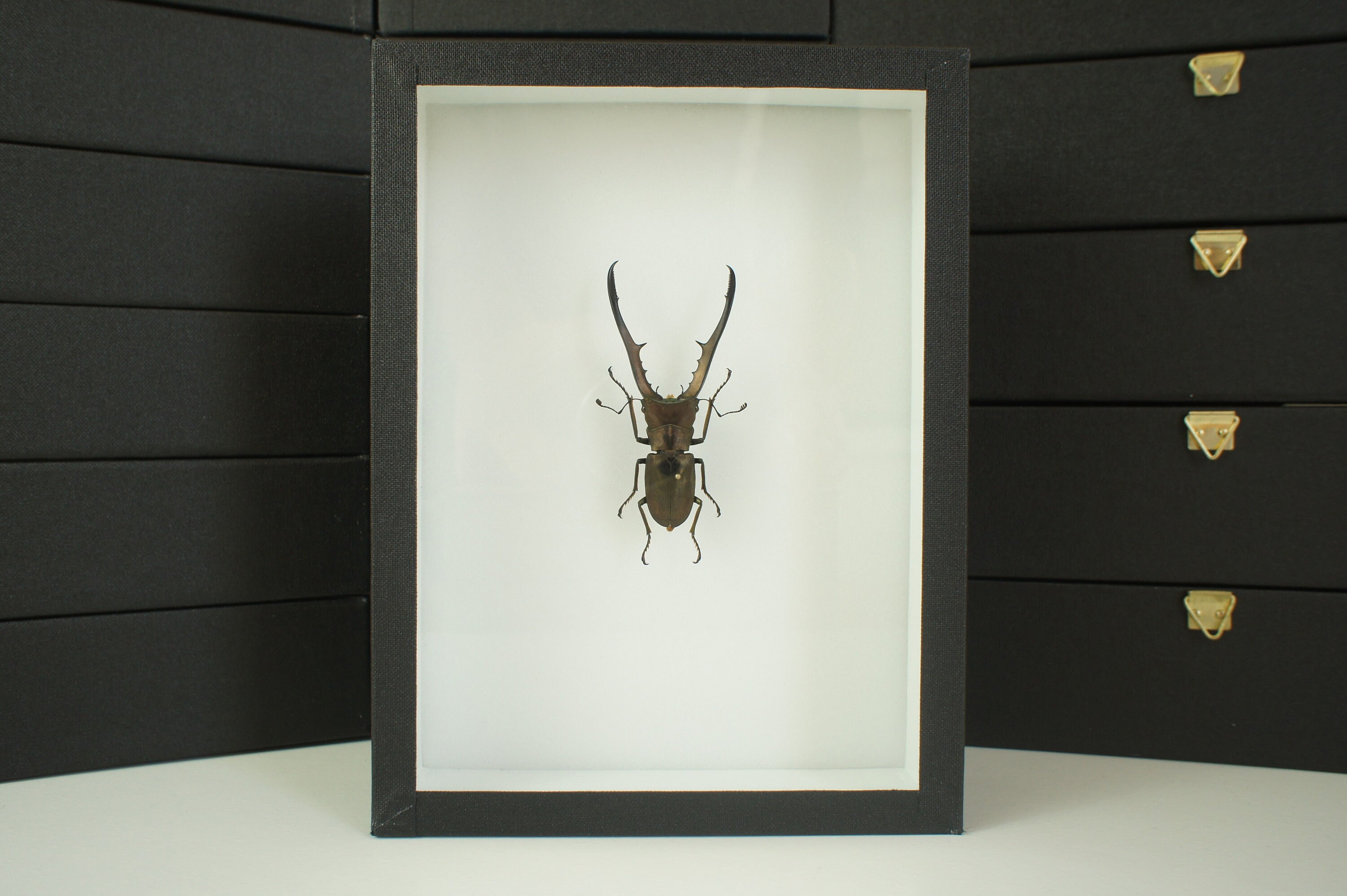 Insecte Naturalisé, Cadre Entomologie - Coléoptère Cyclommatus Metallifer