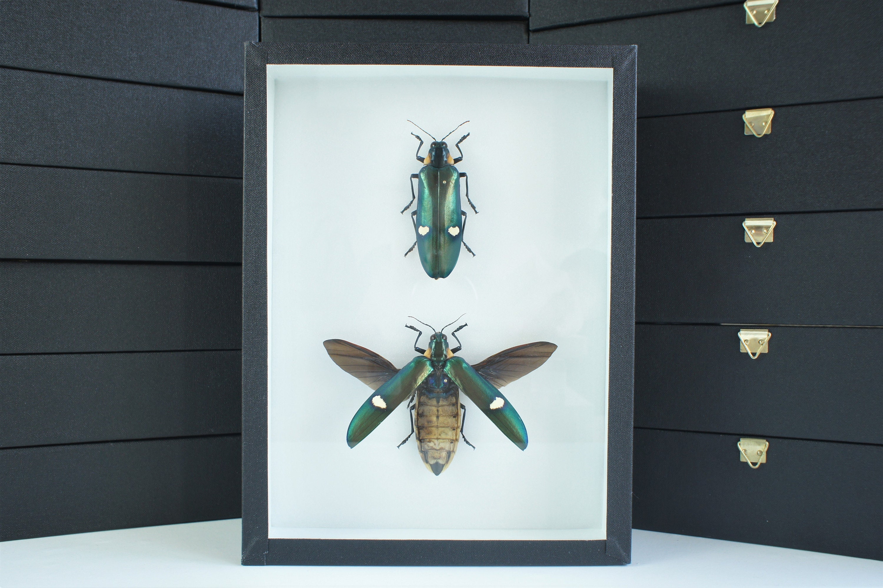 Insecte Naturalisé, Cadre Entomologie - Coléoptères Megaloxantha Bicolor