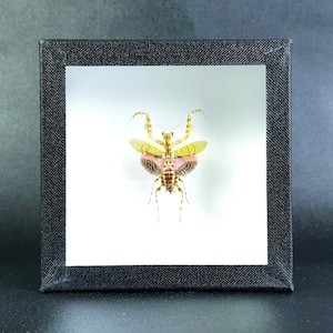 Véritable insecte naturalisé sous verre - Mante : Creobroter gemmatus - (entomologie, taxidermie, curiosité)