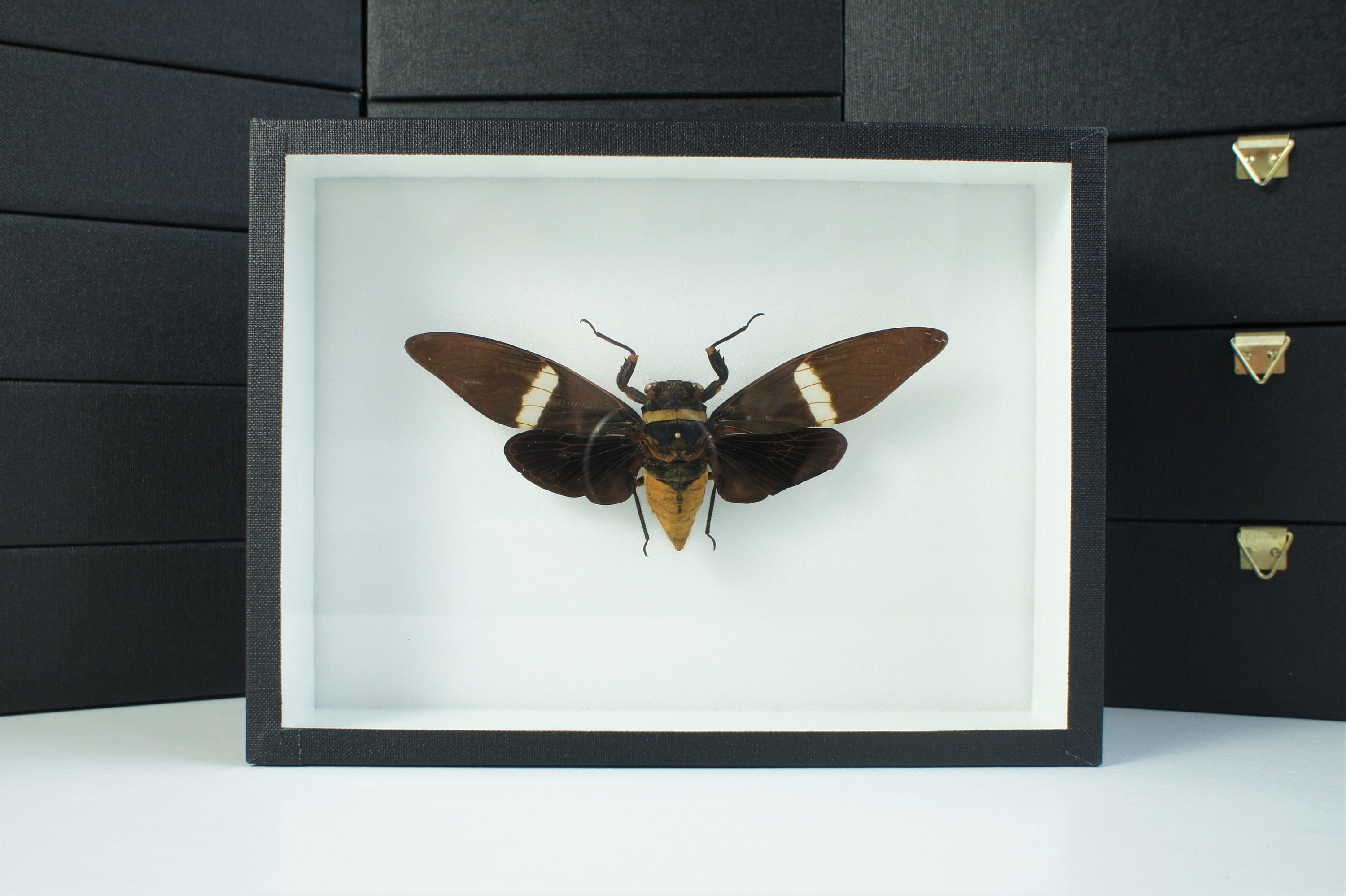 Insecte Naturalisé, Cadre Entomologie - Cigale Tosena Albata