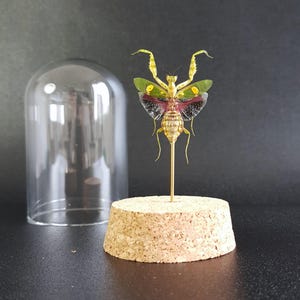 Insecte naturalisé sous cloche - Mante-fleur : Creobroter gemmatus (femelle) - Entomologie, taxidermie, mante orchidée