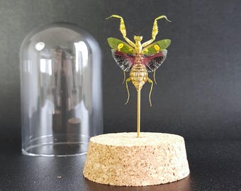 Insecte naturalisé sous cloche - Mante-fleur : Creobroter gemmatus (femelle) - Entomologie, taxidermie, mante orchidée
