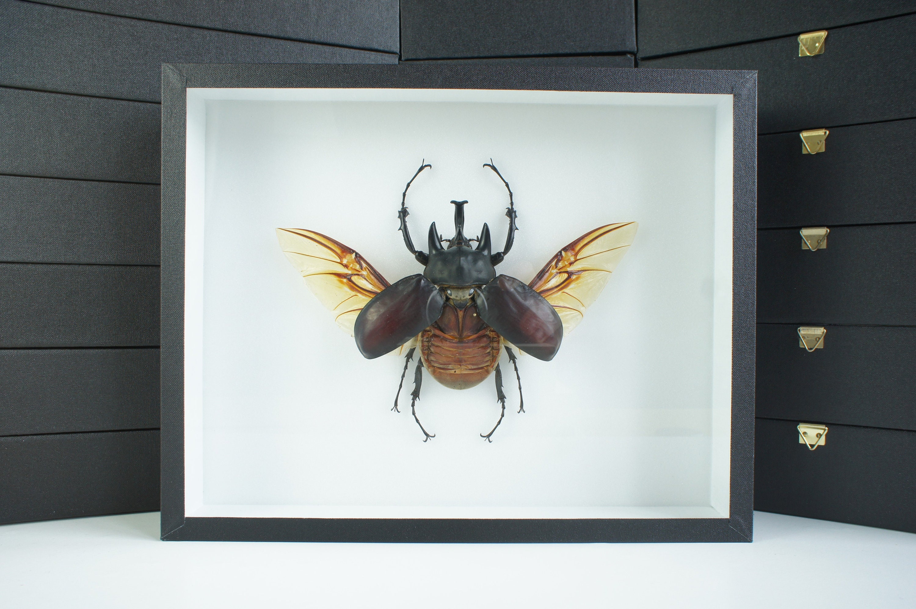 Insecte Naturalisé,