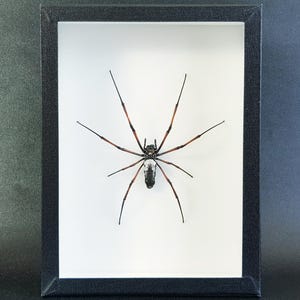Pode incluir: Uma exibição emoldurada com uma aranha grande com pernas longas e finas. A aranha tem um corpo preto com marcas brancas e pernas marrom-avermelhadas. A moldura é preta e o fundo é branco.