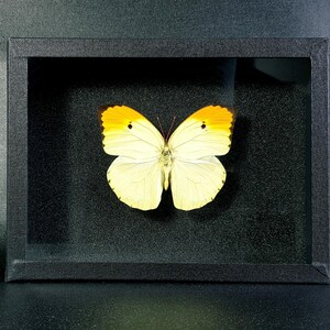 Peut inclure: Un spécimen de papillon encadré avec des ailes jaunes et des bords orange. Le papillon est monté sur un fond noir.