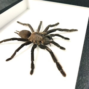 Véritable araignée naturalisée sous cadre entomologique - Mygale : Cyriopagopus minax - (Insecte, entomologie, taxidermie, curiosité)