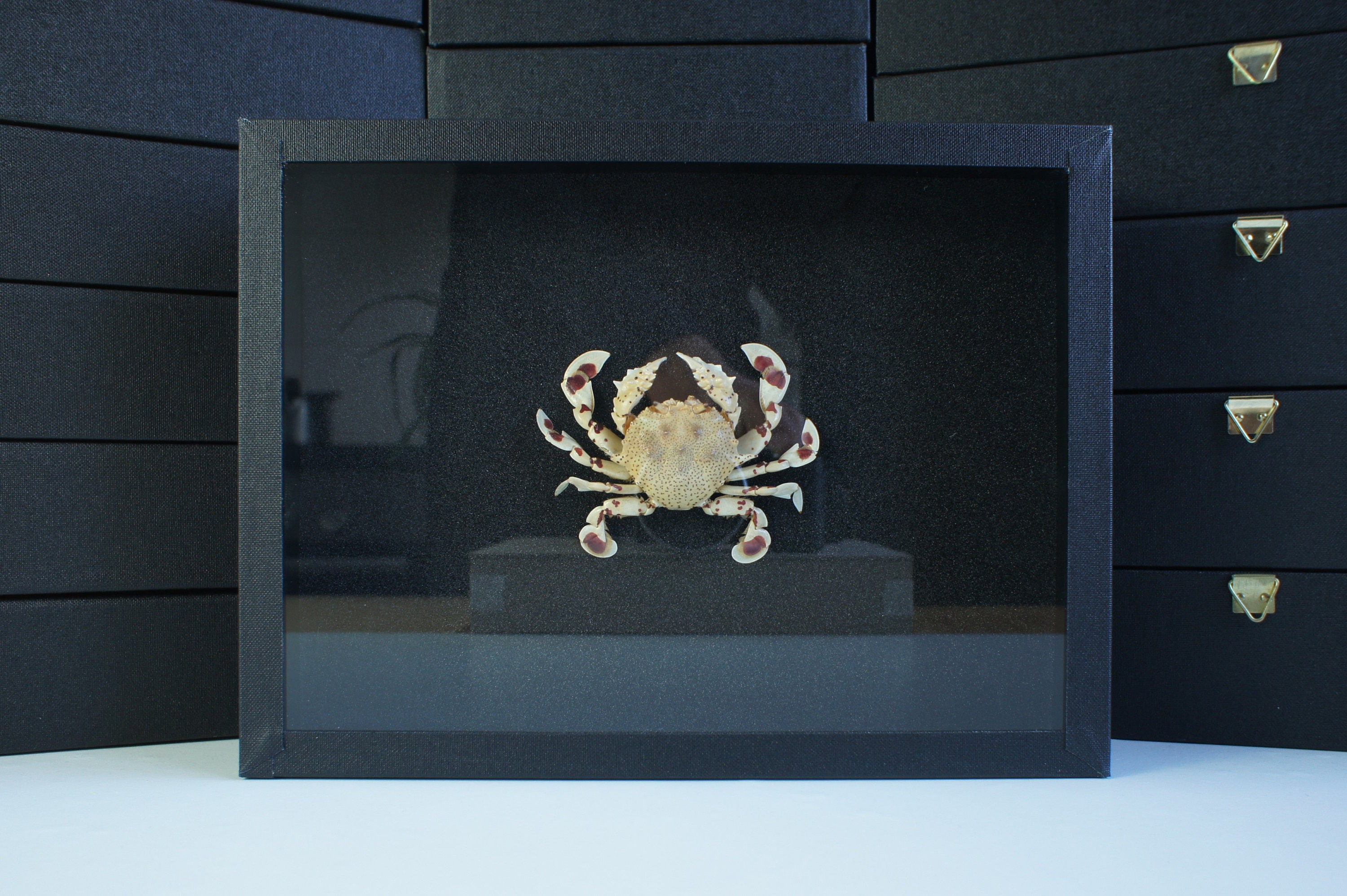 Insecte Naturalisé, Cadre Entomologie - Crabe Ashtoret Lunaris