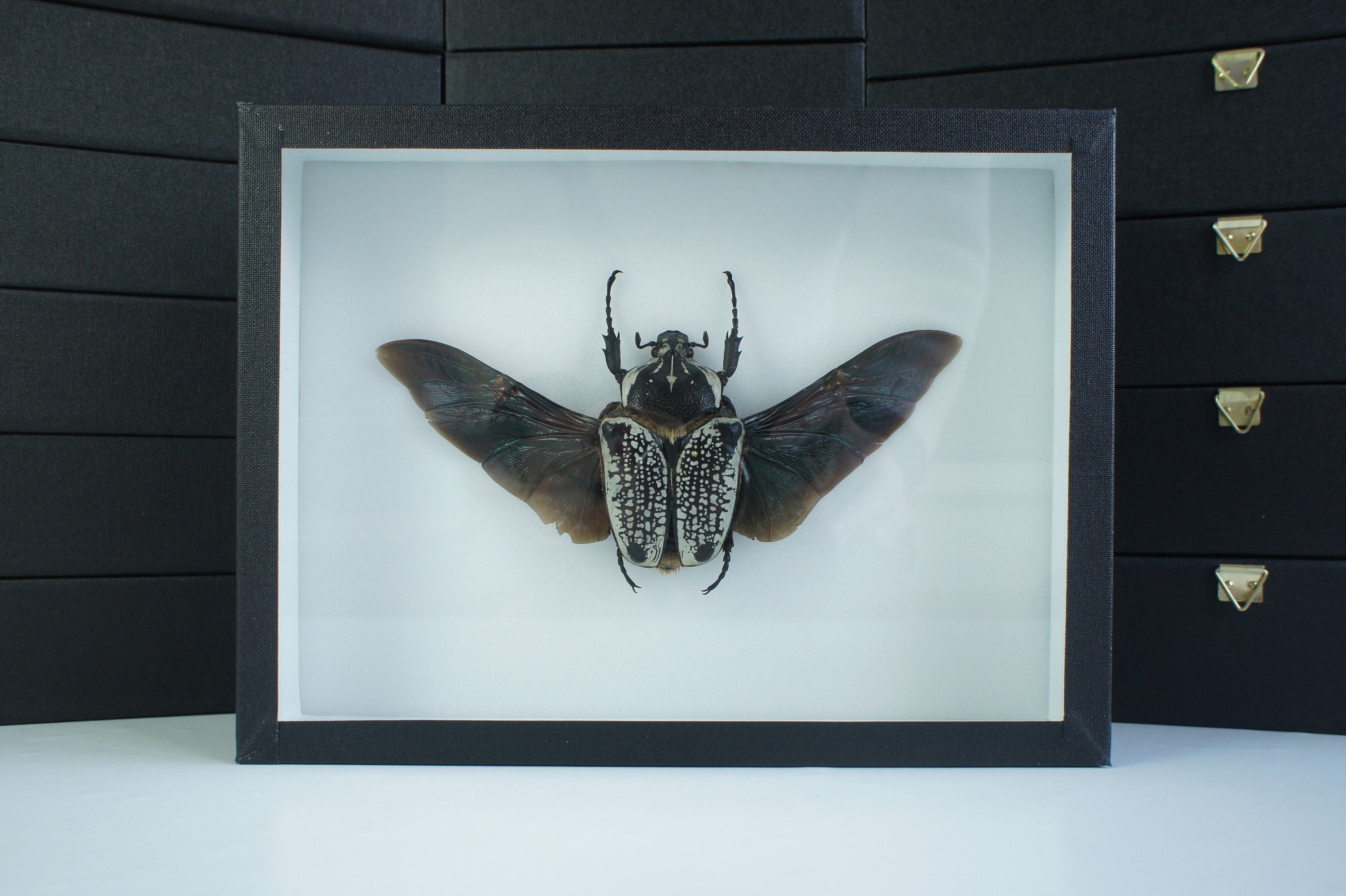 Insecte Naturalisé, Cadre Entomologie - Coléoptères Goliathus Goliathus Meleagris | Femelle