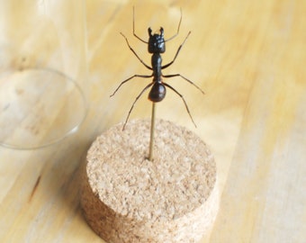 Insecte naturalisé sous cloche - Fourmi : Camponotus gigas (soldat) - Entomologie, taxidermie