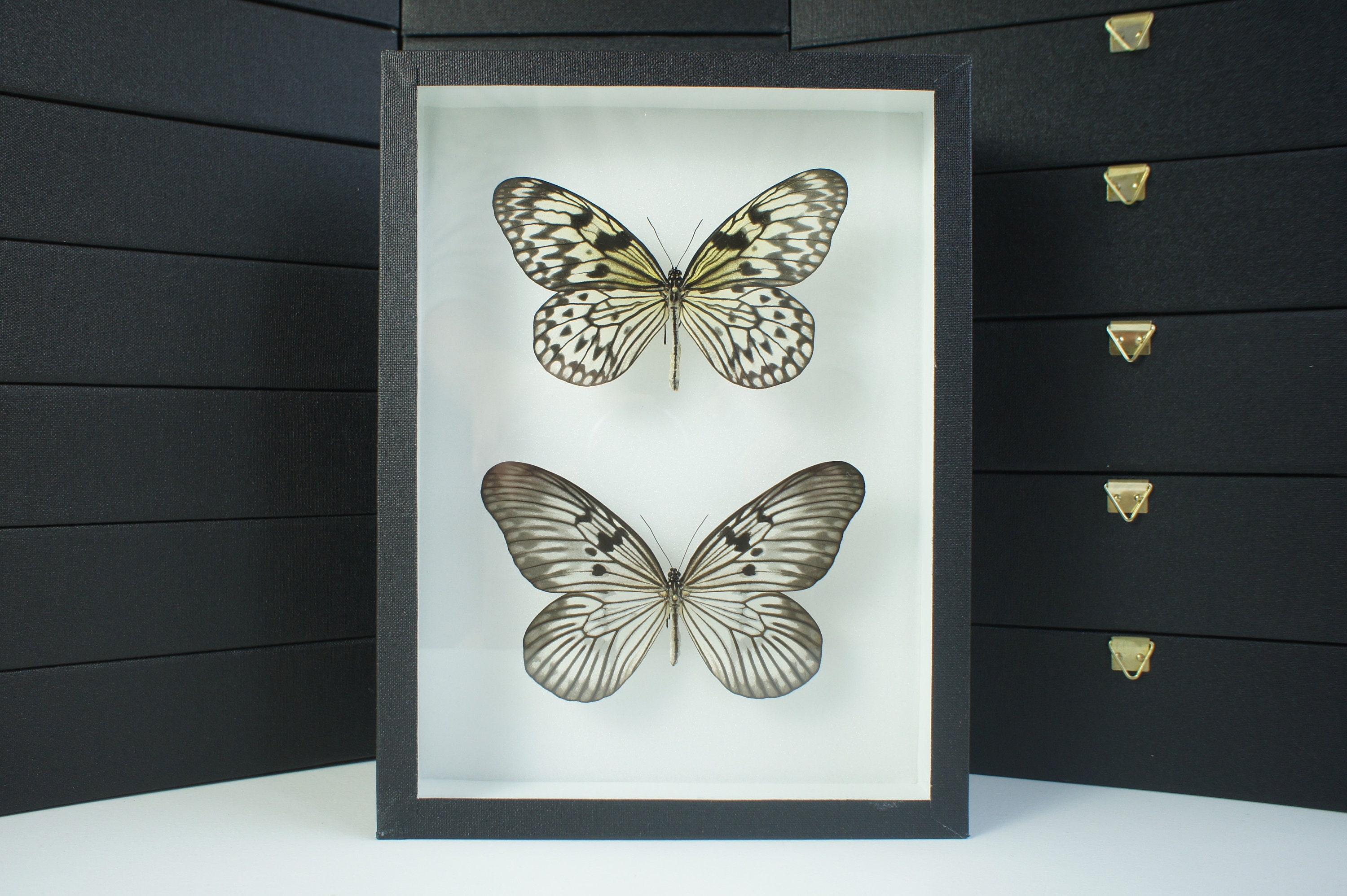 Insecte Naturalisé, Cadre Entomologie - Papillon Idea Leuconoe/I. Blanchardi