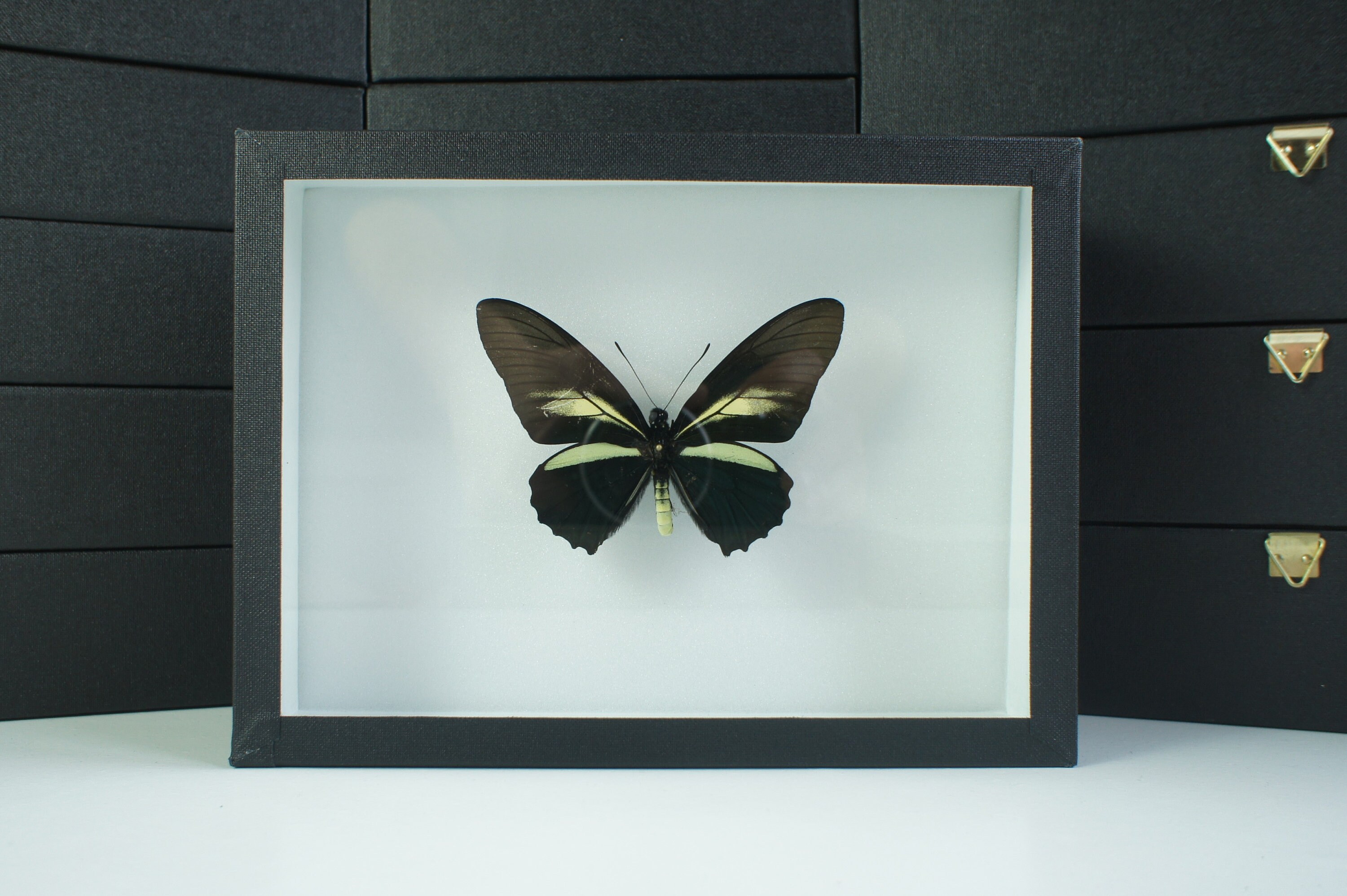 Insecte Naturalisé, Cadre Entomologie - Papillon Battus Crassus