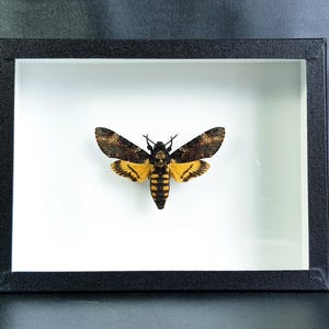 Oprawiony trupia główka: Acherontia atropos – (owad, entomologia, taksydermia, ciekawostka)