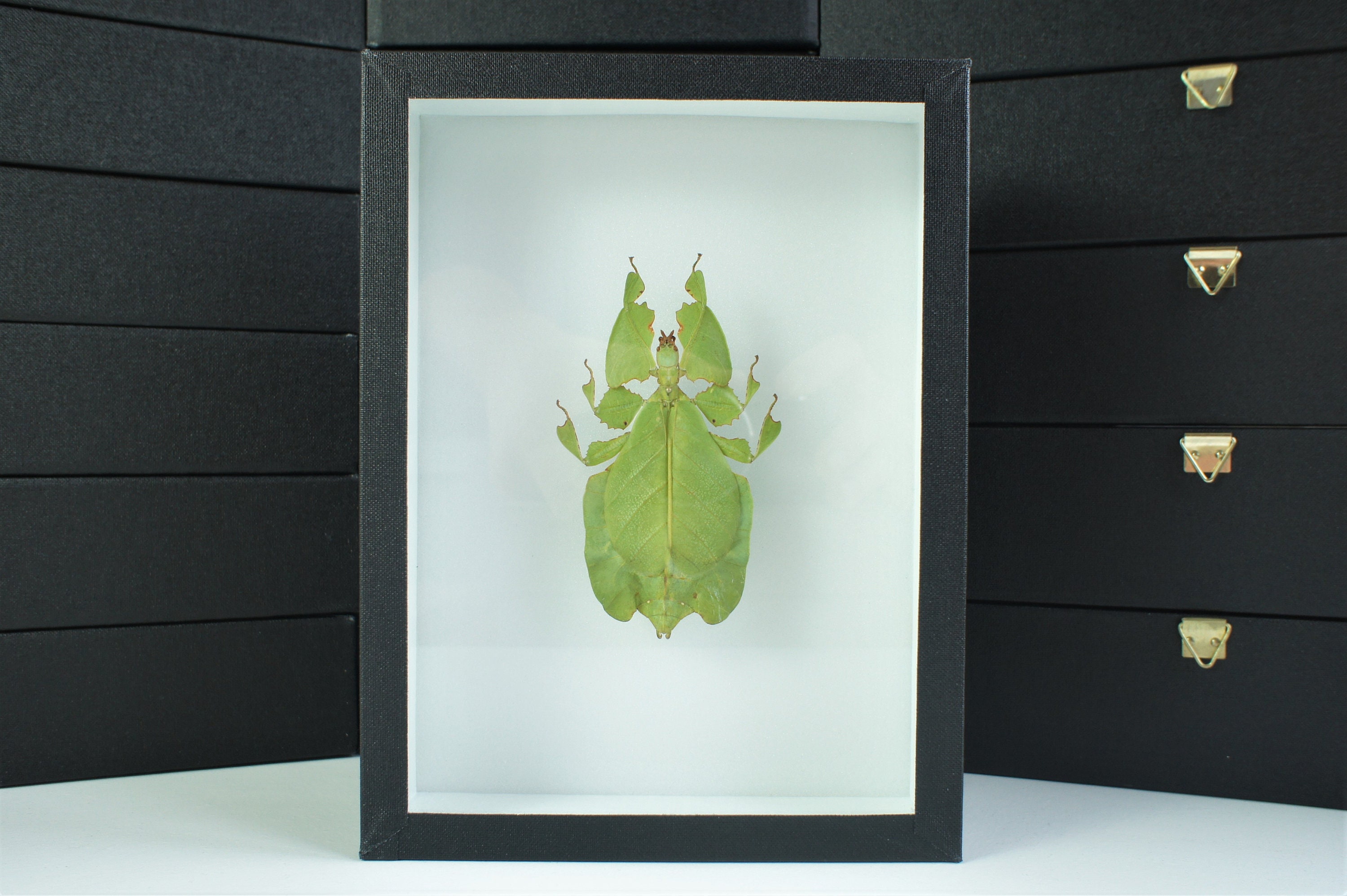 Insecte Naturalisé, Cadre Entomologie - Phasme Phyllium Pulchrifolium