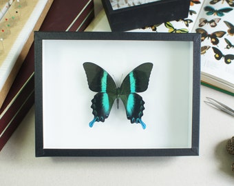 Papillon naturalisé en cadre entomologique : Papilio blumei (Insecte, taxidermie)
