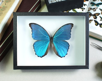 Papillon Morpho naturalisé : Morpho didius (Insecte, entomologie, taxidermie)