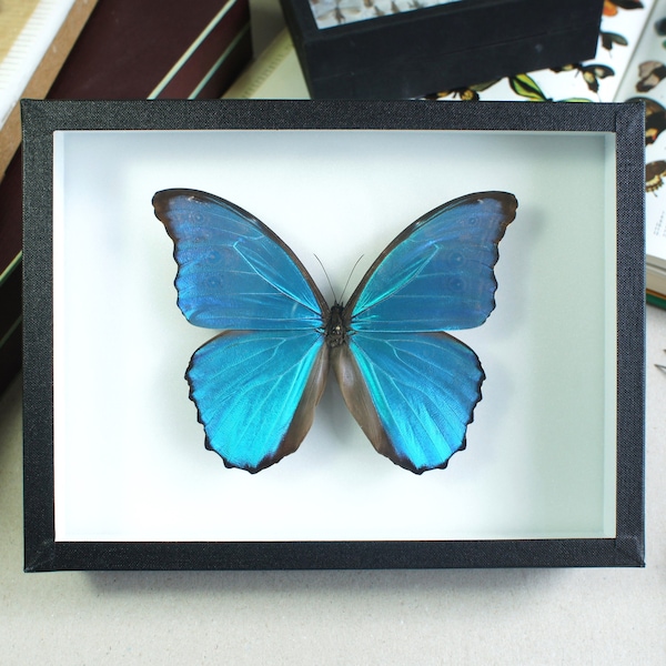 Papillon Morpho naturalisé : Morpho didius (Insecte, entomologie, taxidermie)