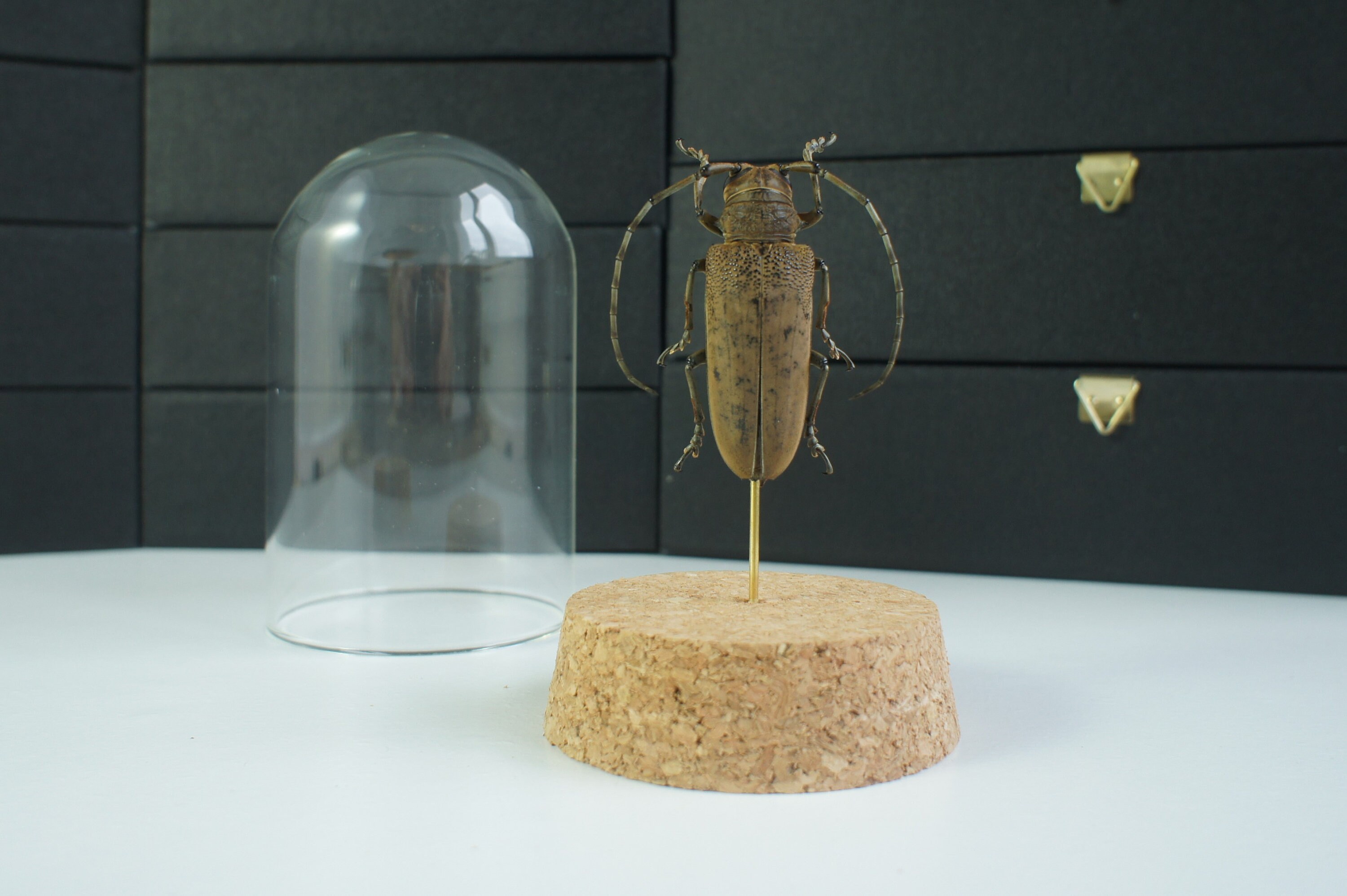 Insecte Naturalisé, Cloche Entomologie - Coléoptère Apriona Elsa